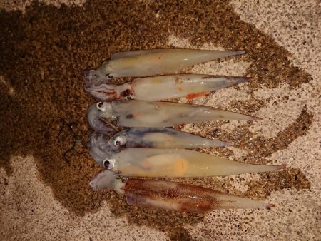 いつもの小さな漁港で